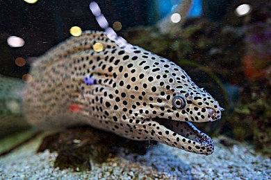 任天堂Switch固件更新17.0发布 提升稳定性与便利性