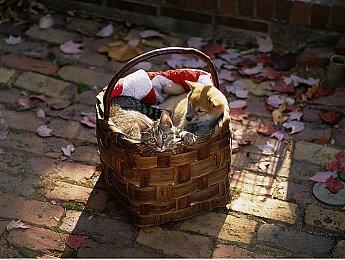 《夜族崛起》定价将永涨15美元 4月5日起实施